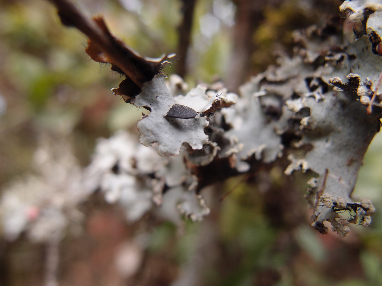 2018-01-16 12 Uhr - Im Shivapuri Nagarjun National Park (Nagi Gumba) (Foto) 